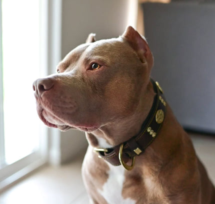 The "Maximus" collar 2.5 inch wide brown & gold-1