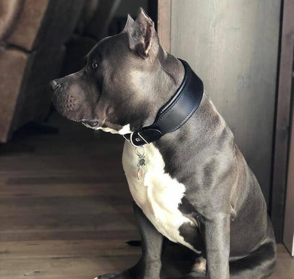 Plain "Style" collar black