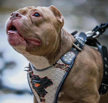 The “Dragon's Eye” Harness LIMITED!-3