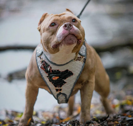 The “Dragon's Eye” Harness LIMITED!-1