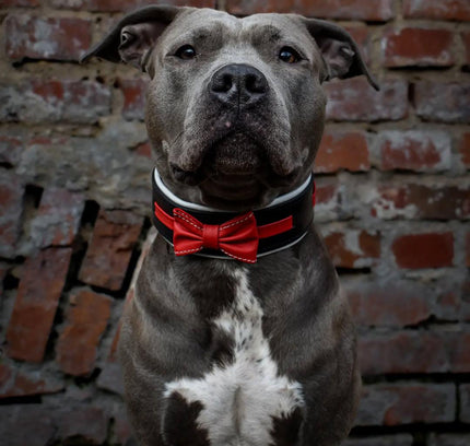 The "Bowtie" collar black-1