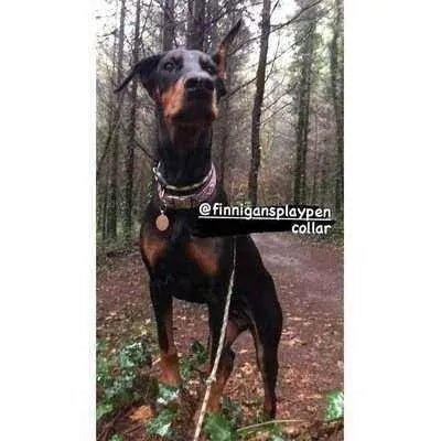 Regal Paws Bespoke Dog Lead by Finnigans Play Pen-3