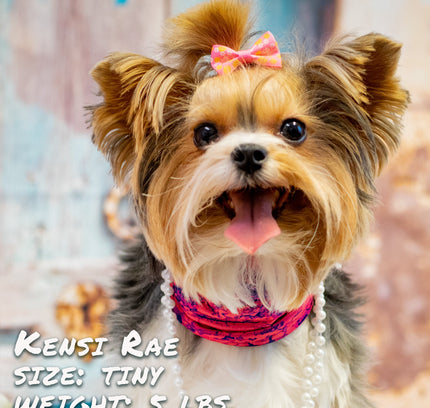 Rocky Road Pink Pup Scruff-0