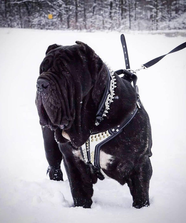 The ''Platinum'' harness