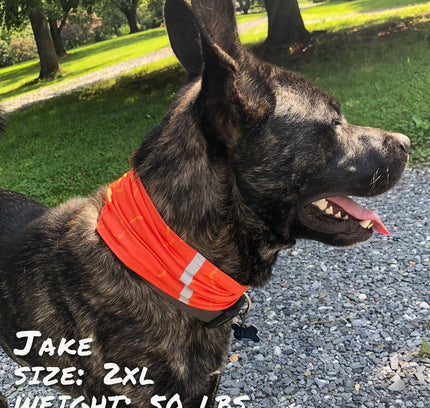 Smash Crackle Orange Pup Scruff-0