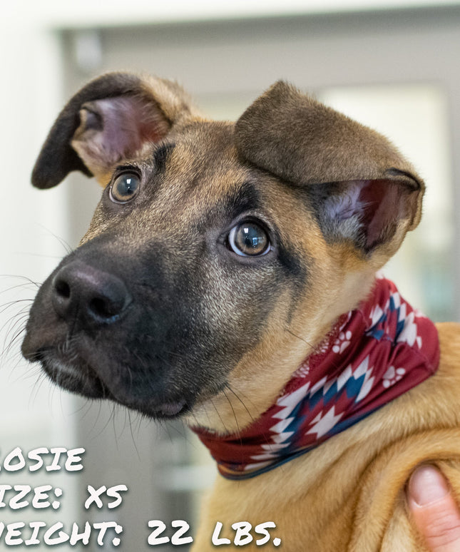 SW Amigo Pup Scruff-2