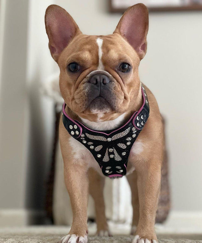 The ''Ariel'' harness Small to Medium Size