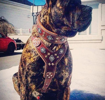 The "Aztec" big dogs harness BROWN-1