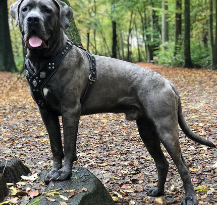 The "Aztec" BLACK harness-1