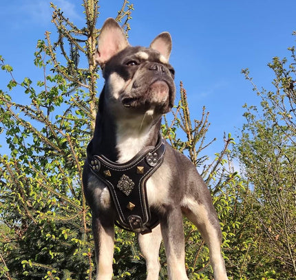 The ''Aztec'' harness Black Small to Medium Size-1