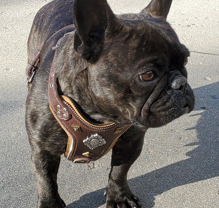 The ''Aztec'' harness Brown Small to Medium Size-1