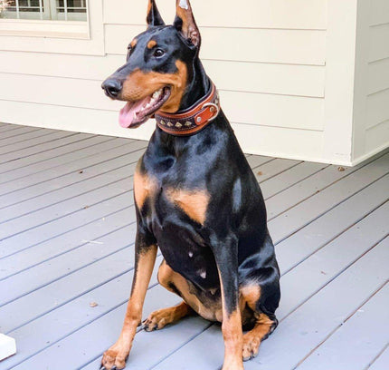 The "Balteus" brown collar-1