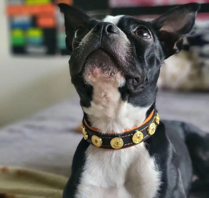 The "Bijou" handmade puppy collar-3