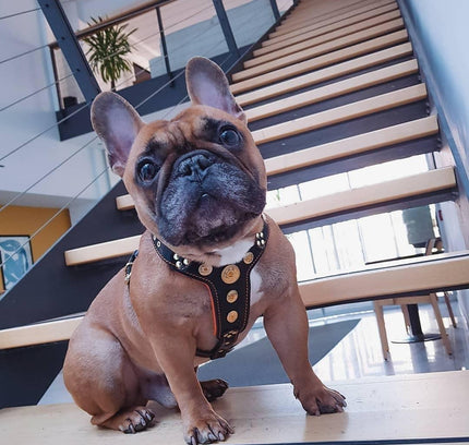 The ''Bijou'' harness Black & Orange Small to Medium Size-2