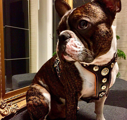 The ''Bijou'' harness Black & Orange Small to Medium Size-1