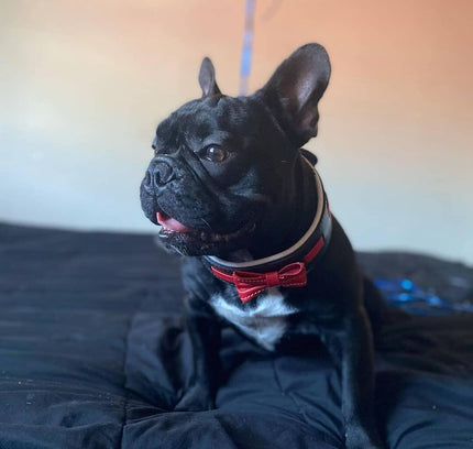 The "Bowtie" collar black-3