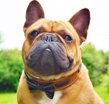 The "Bowtie" collar brown-1