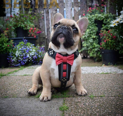 The "Bowtie" handmade leather harness black Small to Medium Size-2