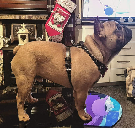 The "Bowtie" leather harness brown Small to Medium Size-4