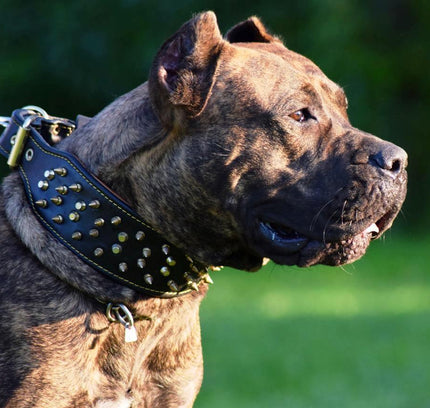 The "Crown" collar Black-1