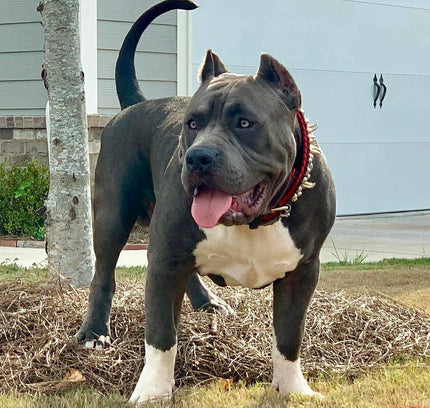 the "DAVID" hand stitched 3.15 inch wide show collar-2