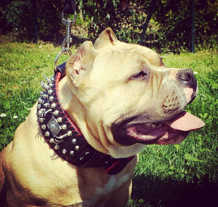 the "DAVID" hand stitched 3.15 inch wide show collar-1