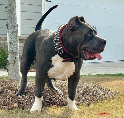 the "DAVID" hand stitched 3.15 inch wide show collar-3