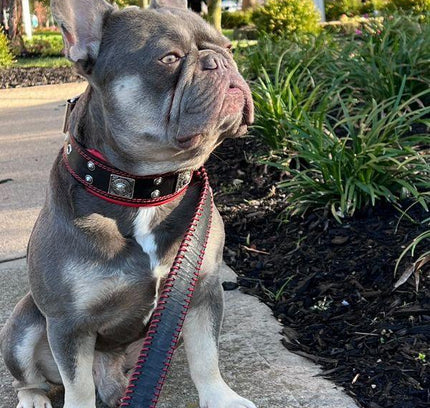 The "Eros" collar 2 inch wide-3