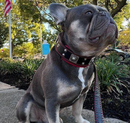 The "Eros" collar 2 inch wide-2