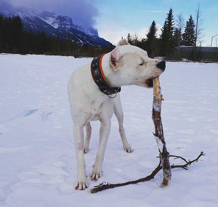 The "Eros" collar 2.5 inch wide black & orange-4