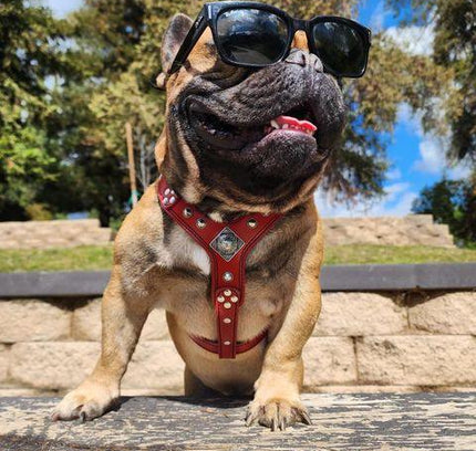 The ''Eros'' harness black Medium Size-4