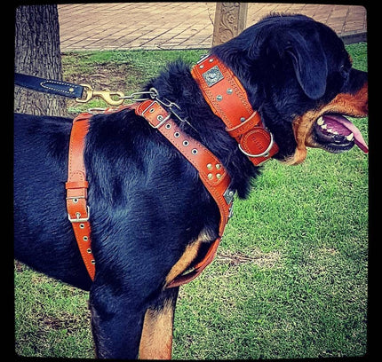 The "Eros" harness brown-3