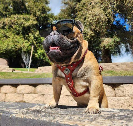 The ''Eros'' harness Green Small to Medium Size-4