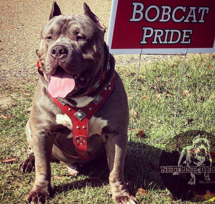 The "Eros" harness RED