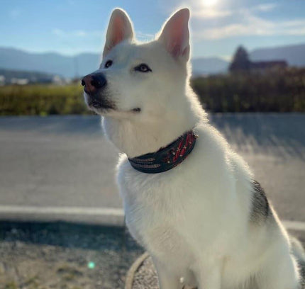 The "Haunted'' collar LIMITED-4