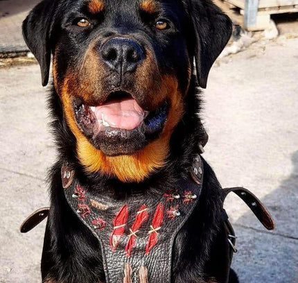 The ''Haunted'' harness LIMITED-2