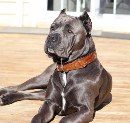 The "Korona" collar BROWN-2