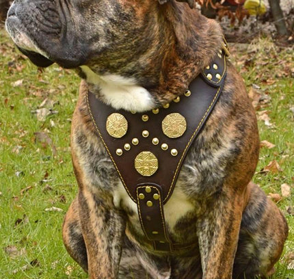 The "Maximus" brown harness