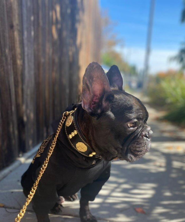 The "Maximus" collar 2 inch wide gold decoration