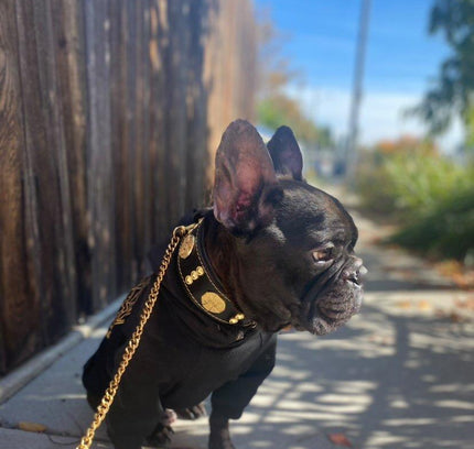 The "Maximus" collar 2 inch wide gold decoration-4