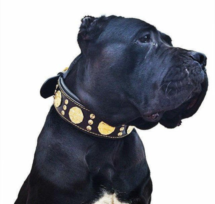 The "Maximus" collar 2.5 inch wide black & gold-3