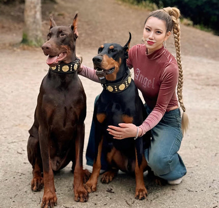 The "Maximus" collar 2.5 inch wide black & gold-1