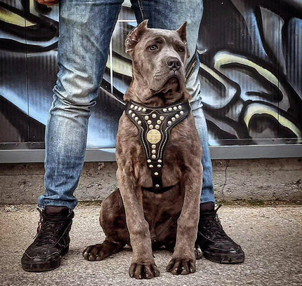 The ''Maximus'' harness V2 Medium Size-2