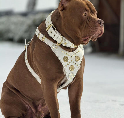 The "Maximus" harness White-3