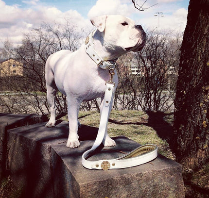 The "Maximus" leash white & gold-1