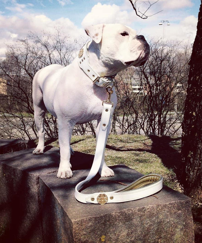 The "Maximus" leash white & gold-1