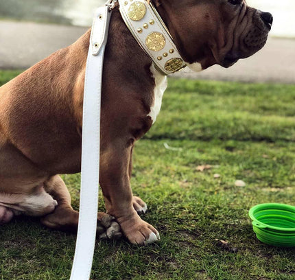 The "Maximus" leash white & gold-4