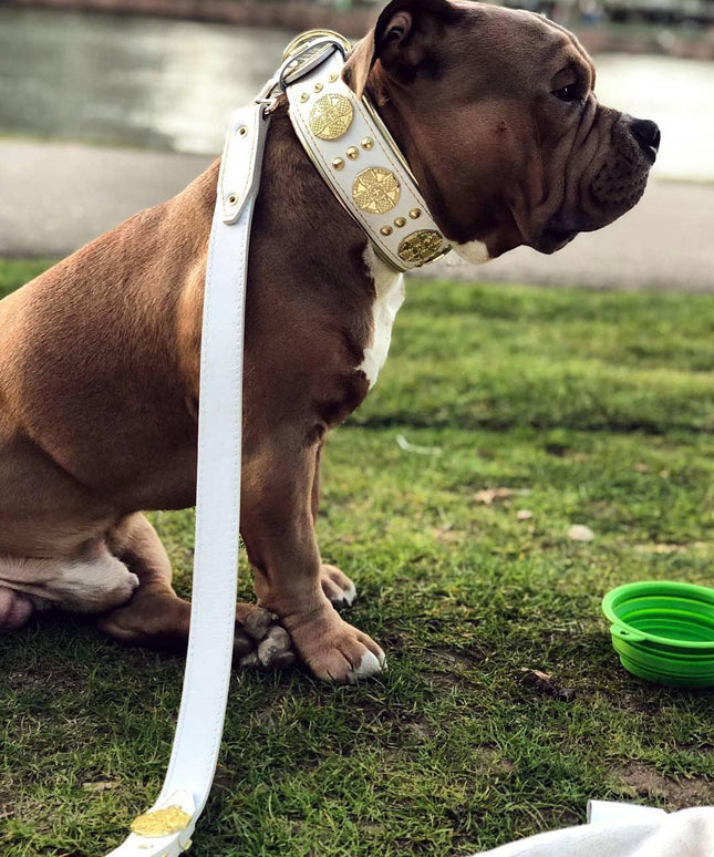 The "Maximus" leash white & gold-4
