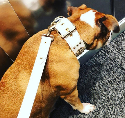 The "Maximus" leash white & gold-3