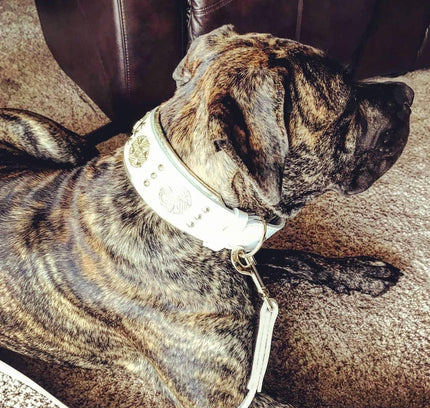 The "Maximus" leash white & gold-2